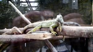 Калуга. Парк птиц  "Воробьи".