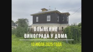 Опыление винограда у дома