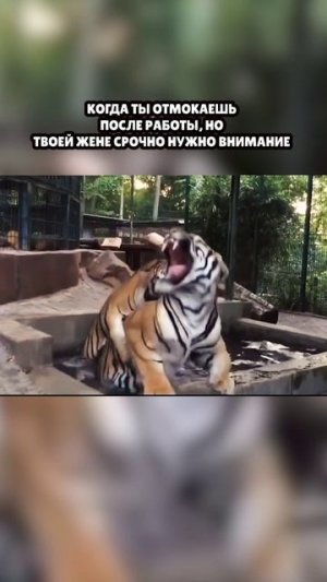 Пора обниматься by Johan Kolt #мемы #юмор #тигры #жена #коты #счастье