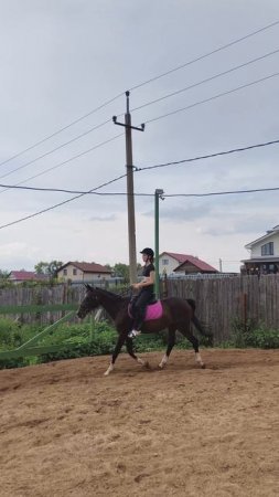 Варвара и Флейта облегченная рысь на плацу в дождик.