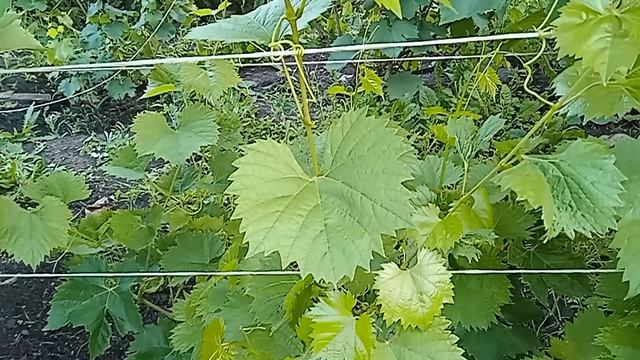 Листья скручены во внутрь. Виноград. смотреть онлайн