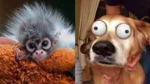 УГАРНОЕ СМЕШНОЕ ВИДЕО Приколы с животными Любимые кошки ,собаки