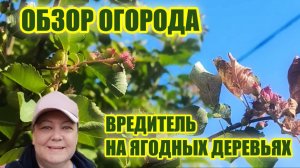 Обзор сада борьба с вредителями, сбор ягод и уход за теплицей