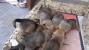 НОВЫЕ ПОРОДЫ СОБАК