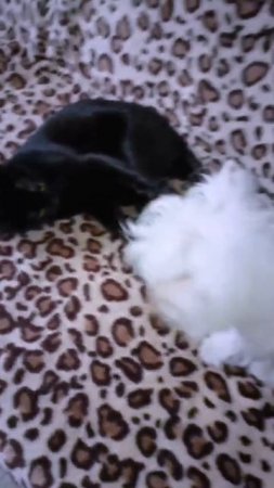 собачья кошачья драка