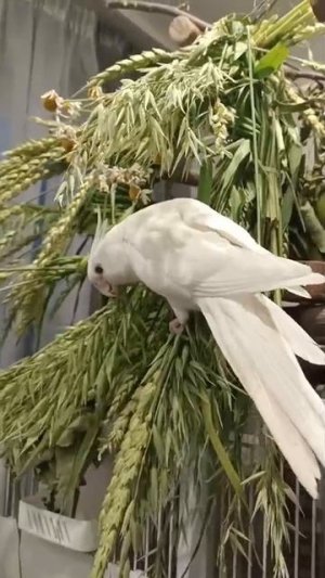 Кореллы кушают пшеницу в колосьях, любимое их лакомство .
