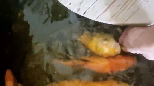 Карпы хотят на ручки
