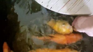 Карпы хотят на ручки