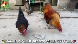 Цыплята и Курочки селяночки лучшие беспородные несушки 🥚 (214)