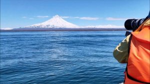 Международный день китов и дельфинов, Камчатка, наблюдение за серыми китами.mp4