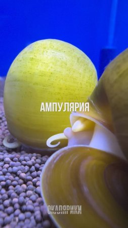 Ампулярия