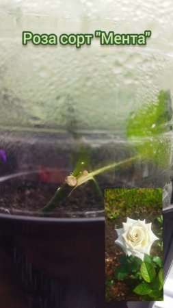 Месяц спустя. Результаты черенкования 🌱 роз и других кустарников.