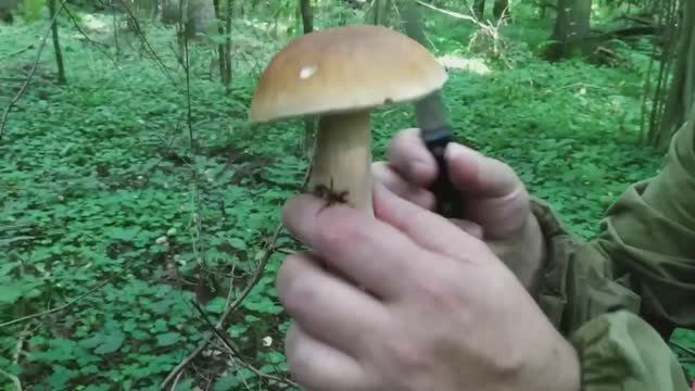 Поход за Белыми грибами в Подмосковье. смотреть онлайн