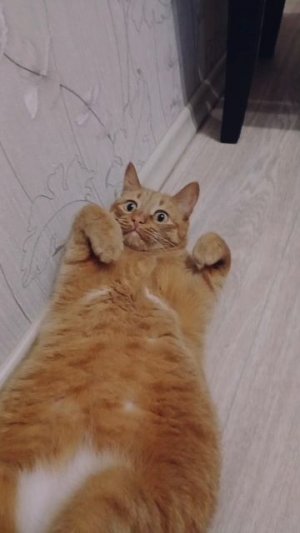 Рыжий кот