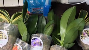 Распаковка посылки с флаской из ОрхоРай номер3