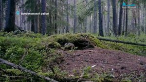 Лесные новости. Поединок мохнорогих лосей, поход кабана на кладбище и икающая белка