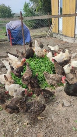 Много зелени для курочек🐔