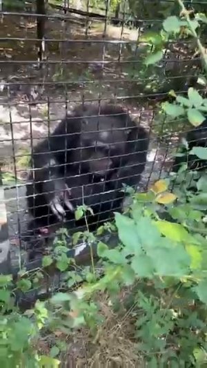 Джуди показала класс Парк львов Тайган
