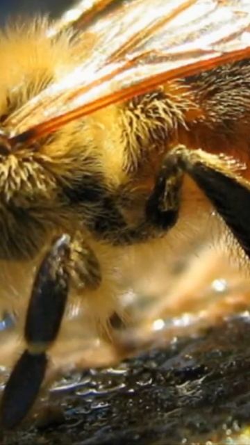 Африканизированные пчелы. Самые опасные насекомые #shorts смотреть онлайн