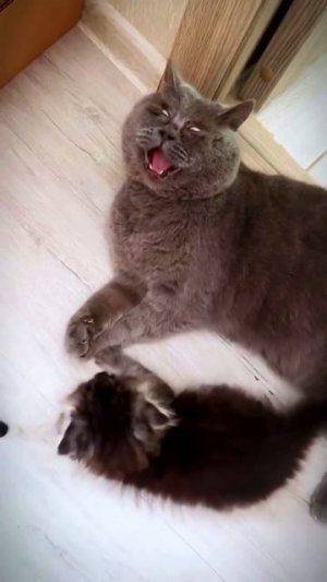 Кошачий Dark Souls