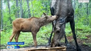 11:30 ВЕСТИ САХА 23/07/25 НА РУССКОМ ЯЗЫКЕ