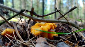 ЛИСИЧКИ И ПОГАНКИ