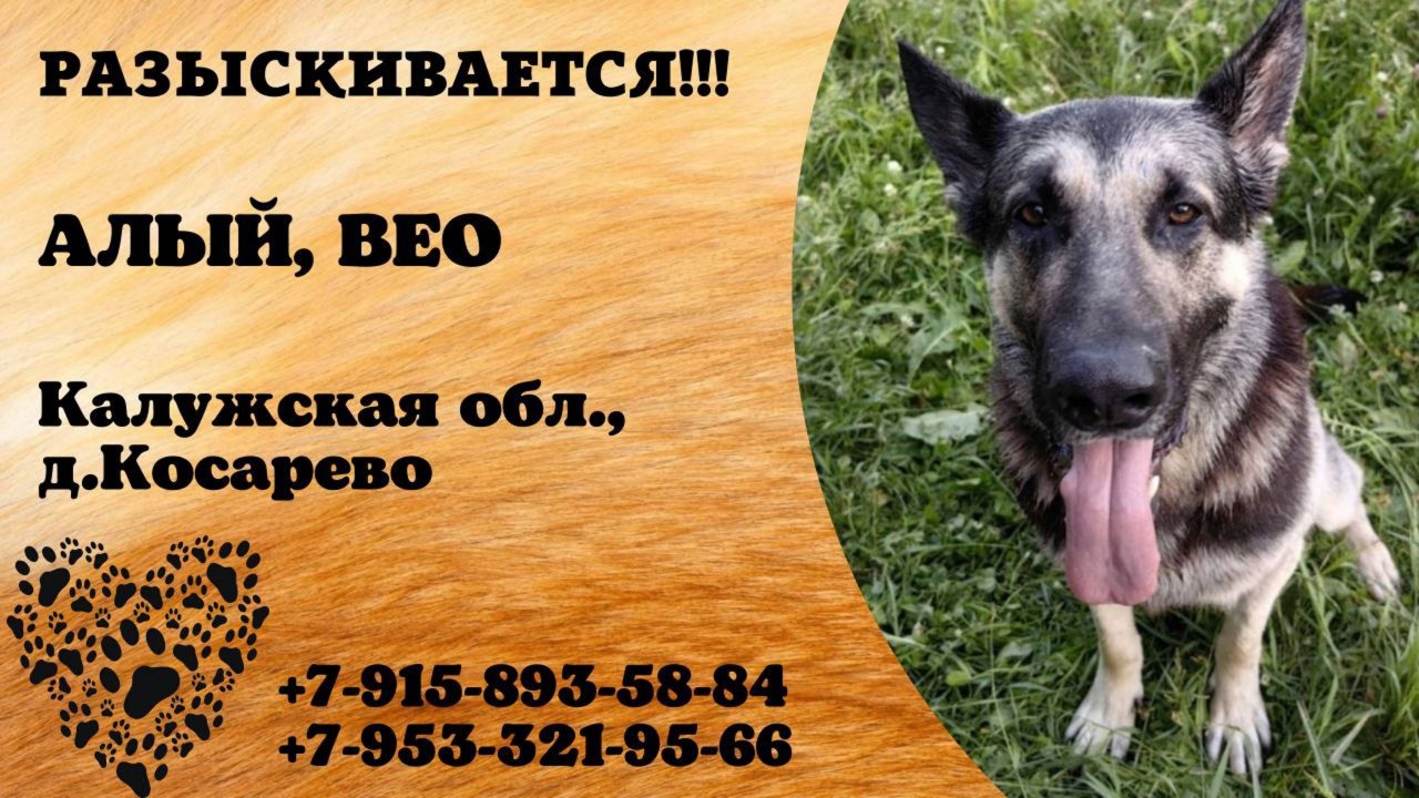 Пропала собака! АЛЫЙ, ВЕО. Калужская обл,  д. Косарево