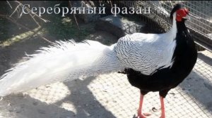 кино в наших глазах