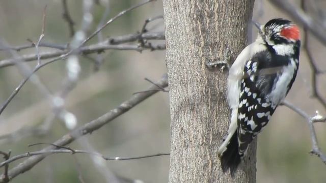 Дятлы Этих Видов Являются Самыми Интересными в Мире смотреть онлайн