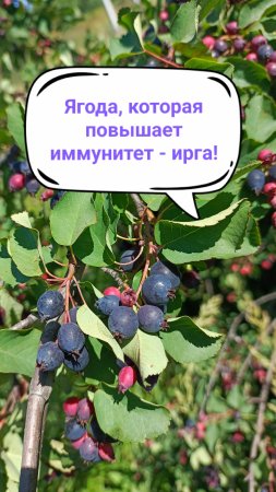 Ягода для здоровья и удовольствия, это ирга!