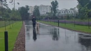 Дрессировка собаки с "раздражителем" в виде _дождя_