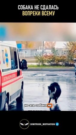 Собака не бросила своего хозяина вопреки всему #добро