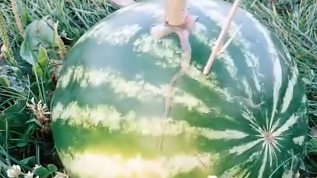 Кавказские и Сибирские арбузы