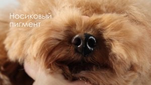 Носиковый пигмент от «Свети»