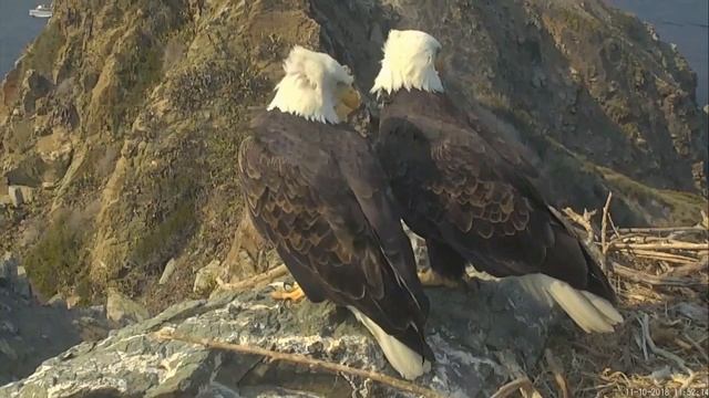 10 Животных, Образующих Пару на Всю Жизнь смотреть онлайн