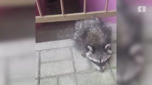 Неравнодушные ярославцы нашли у себя во дворе енота и приютили его