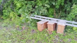 Закрытие роеловного сезона 2025 г.