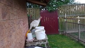 22-07-2025 покупочки в фикс прайсе/опять убежала/комментарии🌺🌺🌺🌺🌺🌺🌺🌺🌺🌺🌺