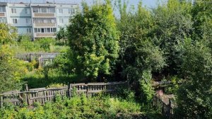 Деревенские будни, утро в деревне