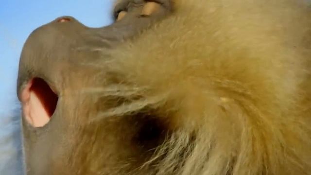 10 Самых Необычных Видов Обезьян смотреть онлайн