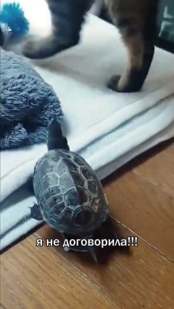 Убегай, не убегай, она все равно догонит и расскажет  Куда ты денешься?!