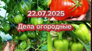 22.07.2025.Что творится в огороде.