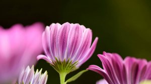 🌿 ЛЕЧЕБНАЯ УСПОКАИВАЮЩАЯ МУЗЫКА ДЛЯ ВОССТАНОВЛЕНИЯ НЕРВНОЙ СИСТЕМЫ 🎵 МУЗЫКА ДЛЯ МЕДИТАЦИИ И СНА