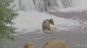 Медвежата подростки пытаются поймать рыбу- лучше с мамой поделиться