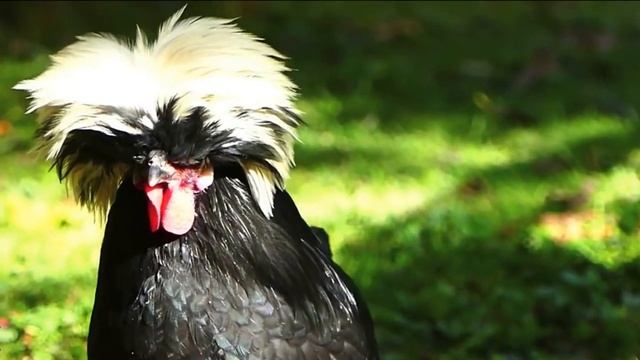 10 Шикарных Птиц c Коронами смотреть онлайн