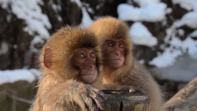 10 Самых Интересных Фактов Про Обезьян смотреть онлайн