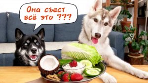 Мой щенок — веган? Забавные собаки-хаски пробуют овощи! Щенок Оливия пробует еду