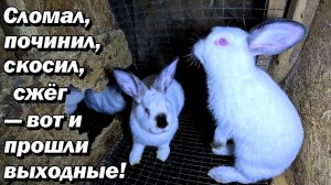 Как победить ос и ухаживать за кроликами: весёлые приключения на даче!