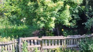 Роза цветет в деревенском огороде
