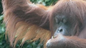 Дикое Борнео Жизнь на Реке